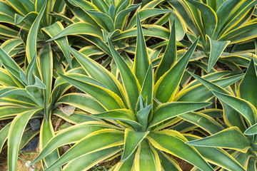 Naklejka na ściany i meble Sharp pointed agave plant leaves