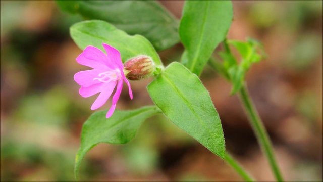 Rote Lichtnelke wiegt sich leicht im Wind - Silene dioica