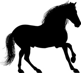 A Silhouette of a horse entire. Drawing of a horse's figure in black color on a white background