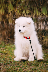 White Samoyed Puppy Dog Outdoor in Park