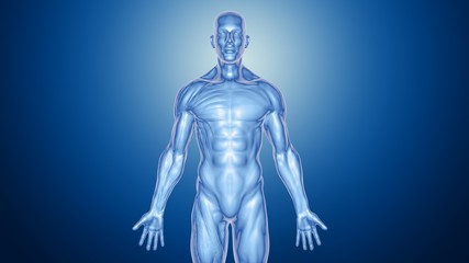 Fototapeta premium Anatomy