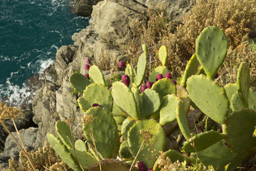 Plant prickly pear
