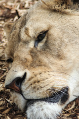 Lioness Face Portrait