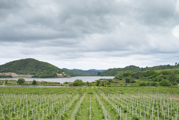 Fototapeta na wymiar Beautiful vineyard on hills at Thailand.