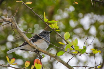 Obraz premium Oriental magpie robin (Female)