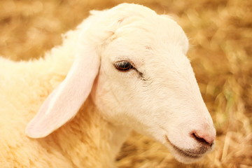 Lamb (Sheep)
