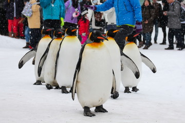 King Penguin walk for exercise, Hokkaido, Japan
