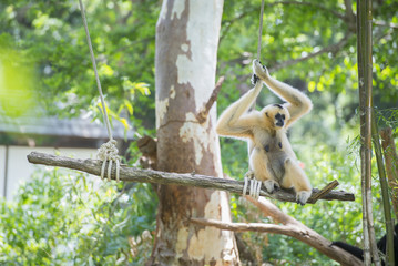 Golden gibbon sitting on a tree's branch