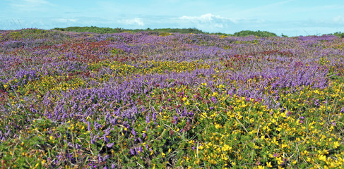 Flowers on a coast along sea in summer
