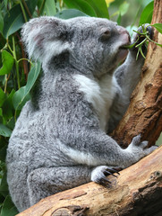 Obraz premium Fressender Koala im Baum