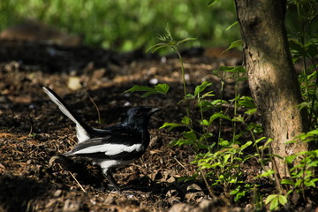 Oriental magpie robin (male)