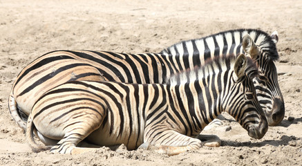 Fototapeta na wymiar Zebras - Mutter und Tochter