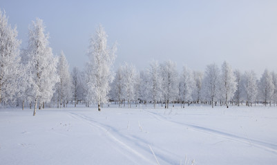 Winter landscape with snow covered trees  .
