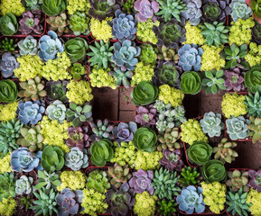  Miniature succulent plants