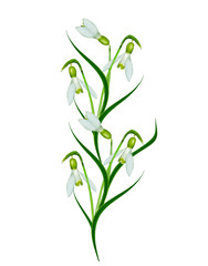 spring flowers snowdrops isolated on white background