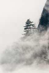 Nebelschwaden - Fog draws over a mountain slope through the forest.