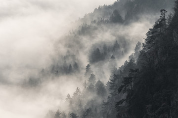 Nebelschwaden - Fog draws over a mountain slope through the forest.