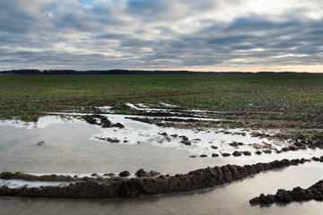Frozen puddle on agricultural field.