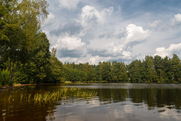 forest lake in summer