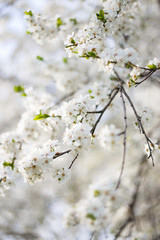 Spring flowers on tree branche