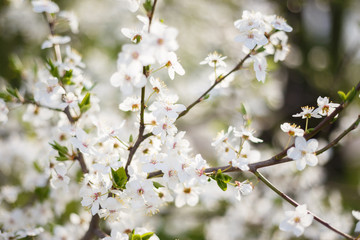 Spring flowers on tree branche