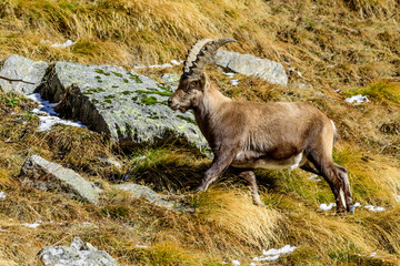 Stambecchi al Gran Paradiso