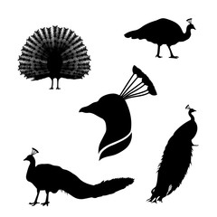 Peacock set vector