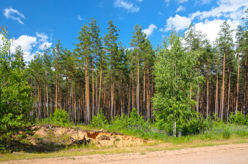Летний загородный пейзаж в Псковской области