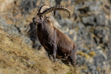 Stambecchi al Gran Paradiso
