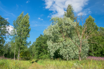 Летний загородный пейзаж в Псковской области