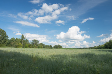 Obraz premium Летний загородный пейзаж в Псковской области