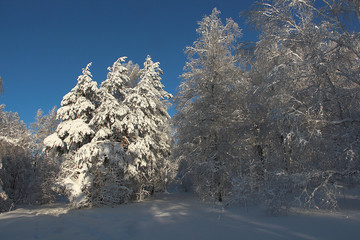  winter snowy dreamlike forest