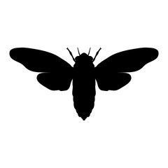 Silhouette cicada. Cicadidae. Sketch of cicada. cicada isolated on white background. cicada