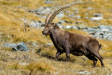 Stambecchi al Gran Paradiso