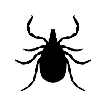 Tick parasite. Sketch of Tick. Mite. Tick isolated on white background. Tick Design for coloring book