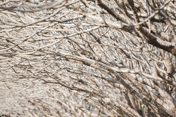 Frangipani tree branchs abstract background