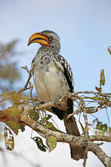 yellow billed hornbill. wild animal in Kruger National Park, South Africa.