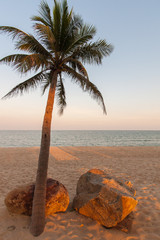 Beautiful palm tree on the beach