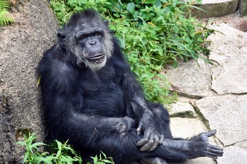 chimpanzee relaxing by a large rock