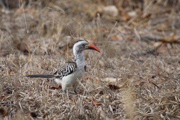 yellow billed hornbill. wild animal in Kruger National Park, South Africa.