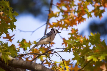 Blue Jay (Cyanocitta cristata)