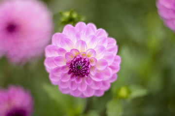 dahlia farm