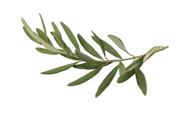 Olive branch and leaves isolated on white background