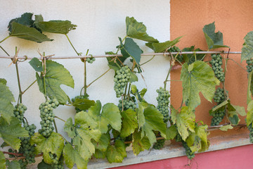 Green grapes on wall