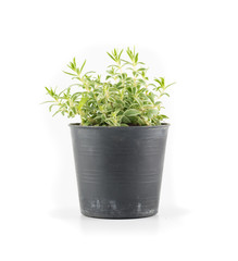 Succulent plant in plant pot isolated white background