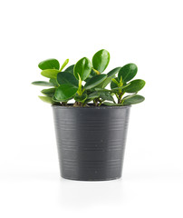 Succulent plant in plant pot isolated white background