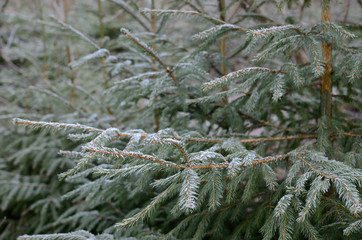 Frost on spruce