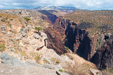 Alberi di Drago, rocce rosse e canyon a Shibham, area protetta dell'altopiano Dixam, isola di Socotra, Yemen