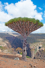 Fototapeta na wymiar Un Albero di Drago, rocce rosse e canyon a Shibham, area protetta dell'altopiano Dixam, isola di Socotra, Yemen