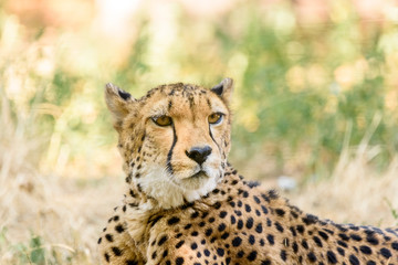 Wild Cheetah In Africa Savannah